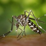 Ξεκινάνε από σήμερα οι προγραμματισμένοι ψεκασμοί για τα κουνούπια σε όλη την Περιφέρεια