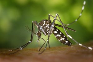 Ξεκινάνε από σήμερα οι προγραμματισμένοι ψεκασμοί για τα κουνούπια σε όλη την Περιφέρεια