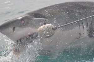 Και Δεύτερη τουρίστρια σκοτώθηκε από καρχαρία στην Αίγυπτο